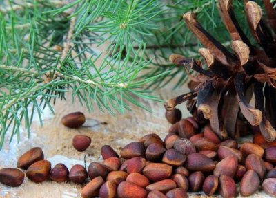 松子和什么不能一起吃 吃松子食用禁忌