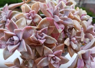 种多肉一定要用专用土吗 多肉植物需要用什么土壤栽种