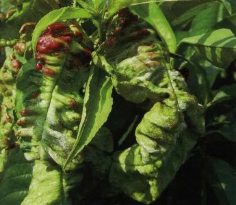 桃树叶子卷起来是什么病图片 桃树卷叶病原因及防治方法