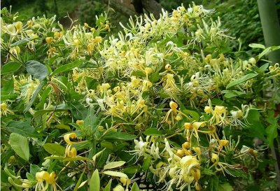 金银花需要蒸过再晒吗 金银花晒干蒸好还是不蒸好