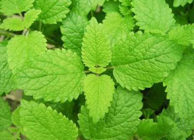 薄荷喜阴还是喜阳 薄荷喜阴还是喜阳光的植物