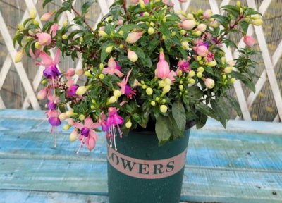 如何给灯笼花做造型 花形灯笼的制作过程