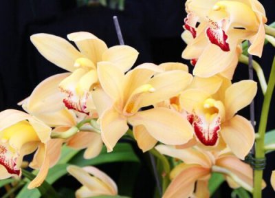 女朋友毕业送什么花好 大学毕业季送什么花寓意好