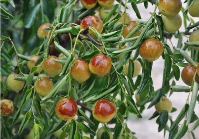 枣树种在院子什么位置好风水 枣树适合种在庭院哪个位置