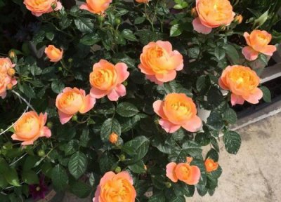 月季春季为什么换盆不成活 换盆成活率高方法及注意事项