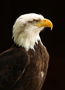 鹰和雕的区别图片 猛禽中鹰和雕如何正确分清楚