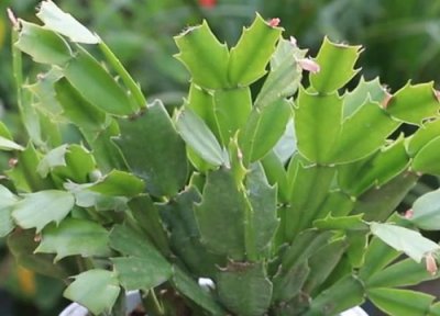 蟹爪兰换盆方法和注意事项 换盆后红叶原因与养护技巧