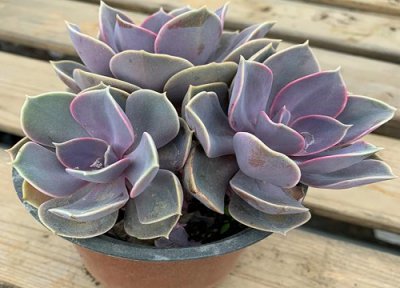 多肉7月份怎么养殖与浇水 夏天季节的多肉该怎么养护