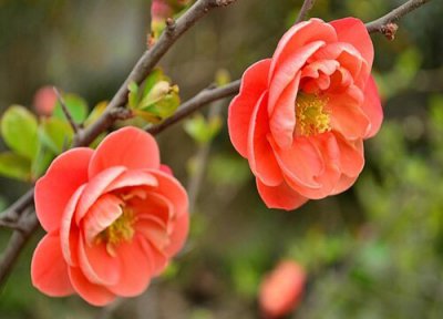 日本海棠一年开花次数 日本海棠一年开几次花