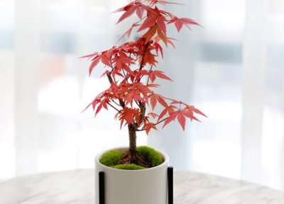 红枫叶子干枯发卷什么原因 冬天红枫卷叶枯萎怎么办