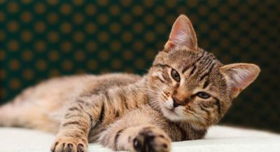 世界上最贵的猫前十名 最贵的最贵的猫咪排行榜