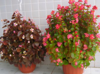 复合肥和有机肥哪个好 养花用复合肥与有机肥效果的区别