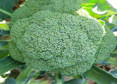 西兰花介绍 西兰花保存方法