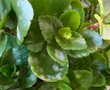 长寿花长白毛了是怎么回事 长寿花背面出现白斑怎么治理