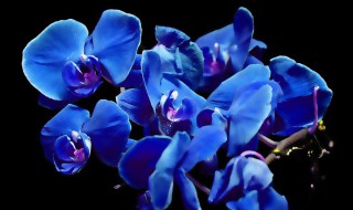 客厅适合养什么蓝色花树 在客厅适合养什么蓝色的花树