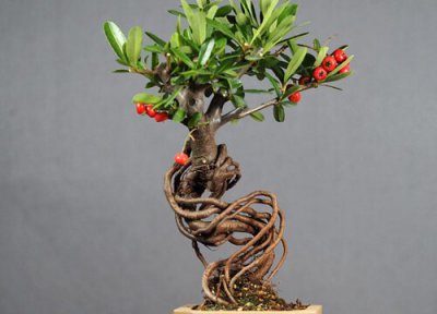 火棘耐寒吗 盆栽火棘冬季能耐多少低温