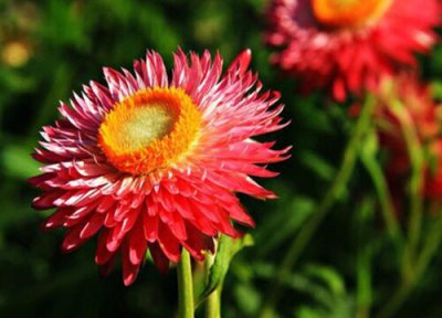 麦秆菊花期时间 麦秆菊花期是什么时候