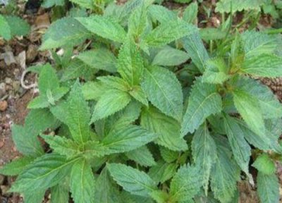 溪黄草作用 溪黄草有什么作用