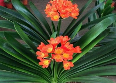 春天如何养护君子兰 暖房如何养君子兰避免虫害