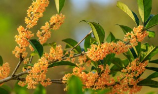 桂花可以直接泡水喝吗 桂花能不能直接泡水饮用