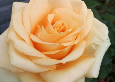 深州蜜桃成熟时间 深州蜜桃几月份成熟