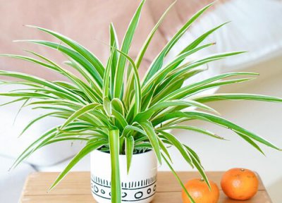 金边吊兰没根能活吗 金边吊兰养殖注意事项