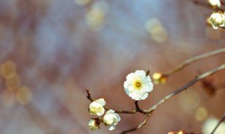 躲春猪躲什么属相的动物 2023年打春什么属相需要躲春