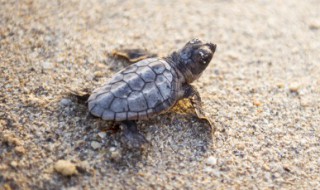 家养小乌龟怎么养 养小乌龟方法