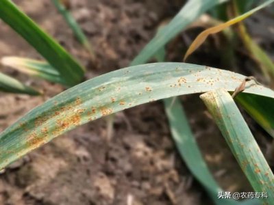 大蒜上的锈病都是用什么药治 防治大蒜锈病用什么药物好