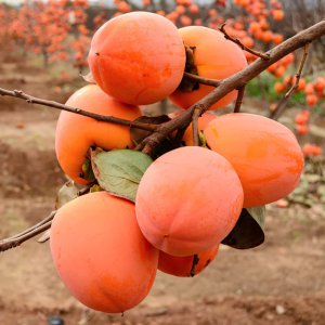 柿子品种 柿子的品种大全及品种介绍