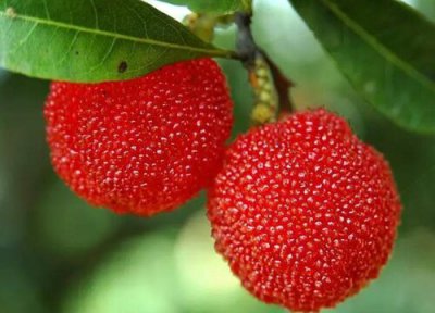 富民杨梅产地 富民杨梅什么时候成熟