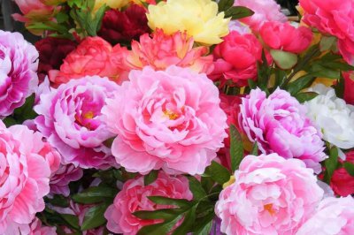 牡丹花代表什么象征意义 牡丹花的花语和寓意解读