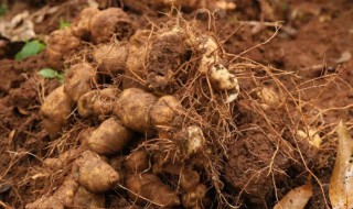 吃黄精的好处 黄精的功效与作用