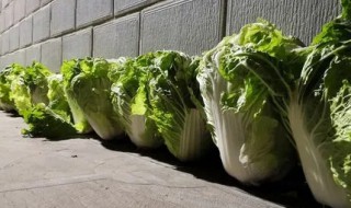 大白菜冬季储存的方法 大白菜冬季如何储存