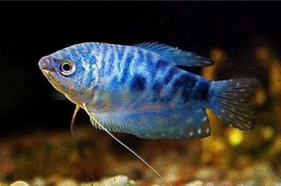 12种最适合懒人养的鱼 最适合懒人养的冷水鱼有哪些