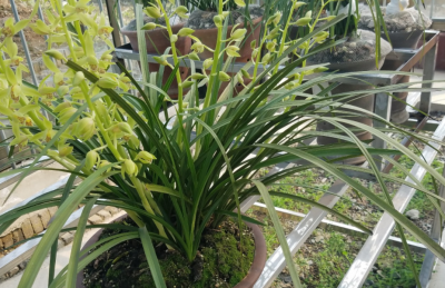 兰花喜欢酸性土壤还是碱性土壤 兰花对土壤的酸碱度要求