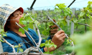 葡萄什么季节修剪 葡萄树在什么季节修剪比较好