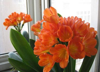 君子兰怎样开花快 君子兰怎样才能开花