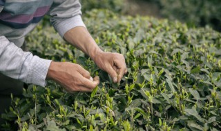 茶叶冬天如何施肥 茶叶冬天怎么施肥