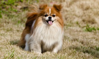 什么样的属相的人不能养狗 哪些人不适合养狗呢