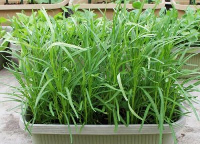 空心菜亩产 空心菜亩产量及利润