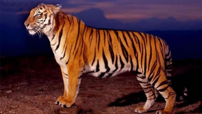 最厉害的老虎是什么品种 世界上最凶猛的老虎排名