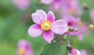 大火草与白头翁的区别是什么 大火草与白头翁有哪些区别