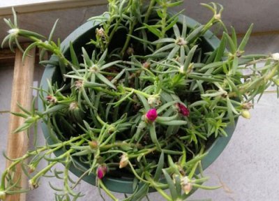 太阳花籽播种适合时间 太阳花籽什么时候播种合适