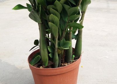 金钱树冬天好养活吗 金钱树冬天怎么养才能安全过冬