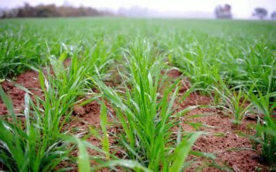 小麦缺苗断垄怎么办 现在有缺苗断垄的麦田补种时间