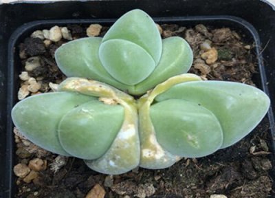 生石花耐寒吗 生石花耐旱吗