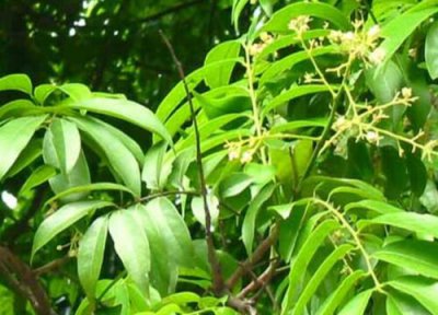 五眼果的功效与作用 五眼果的功效与作用及食用方法