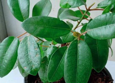 榕树叶子形状 榕树的叶子像什么形状