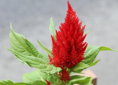 鸡冠花样子 鸡冠花长什么样子图片